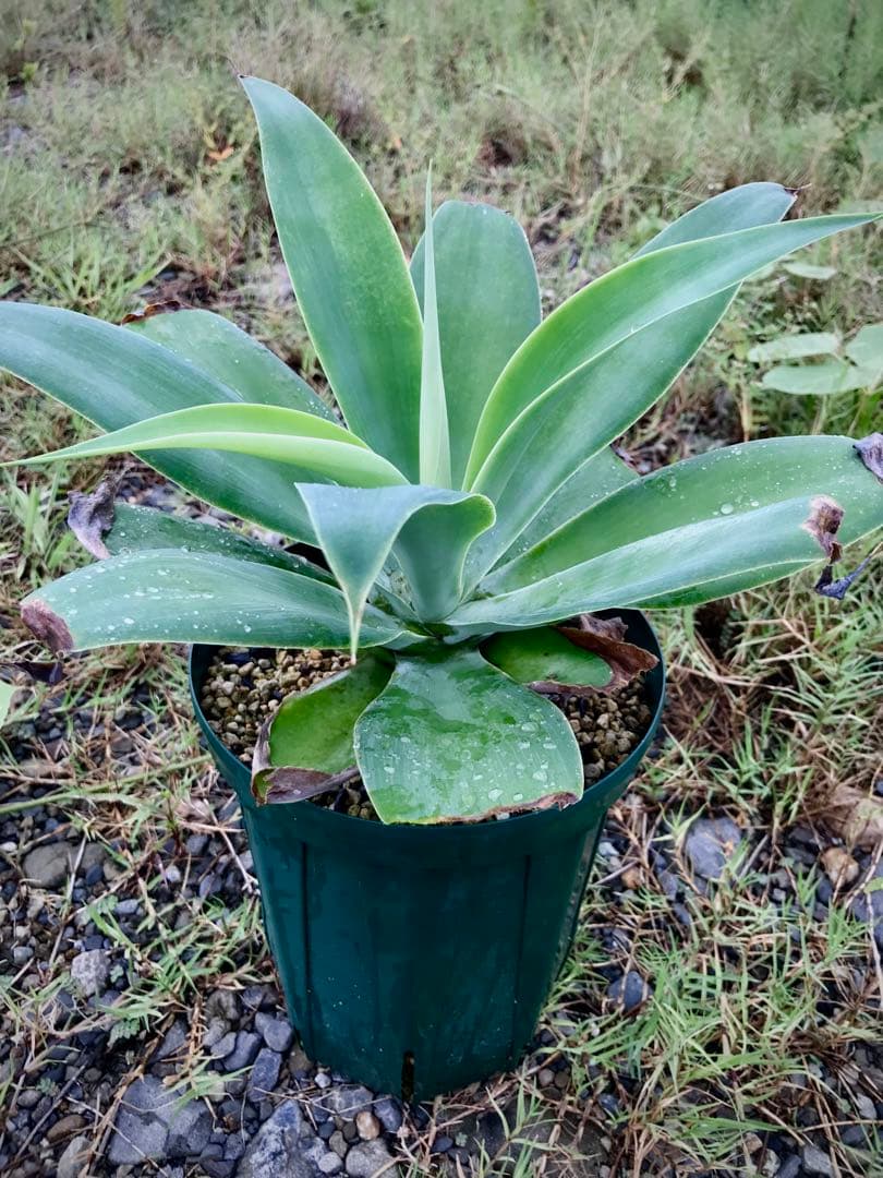 アガベ アテナータ バリエガータ トリカラー(中縞斑)アガベ アテナータ