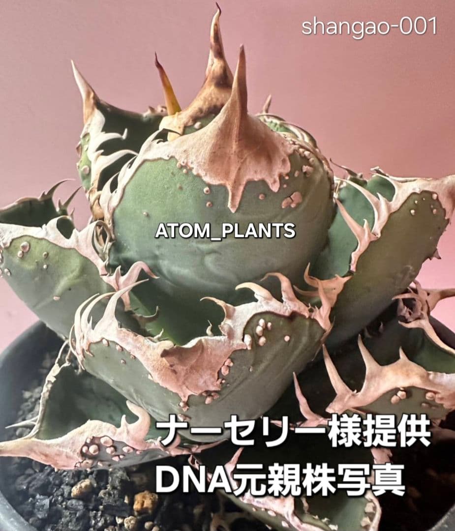 ☆shangao様独自tc☆DNA元写真有☆蝦蟇(星空)☆ アガベ チタノタ