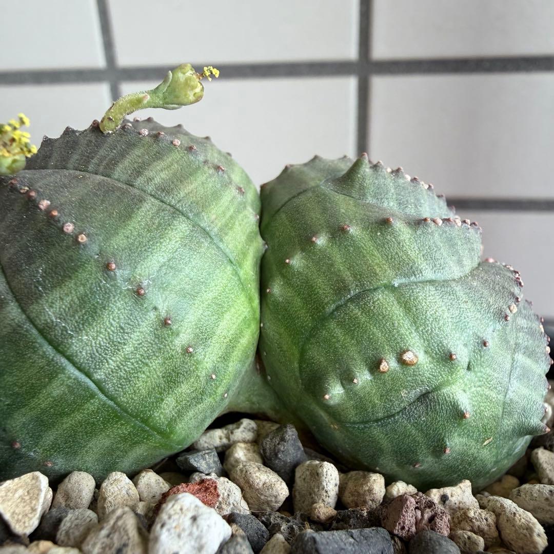 ユーフォルビア オベサ 実生モンスト 分頭