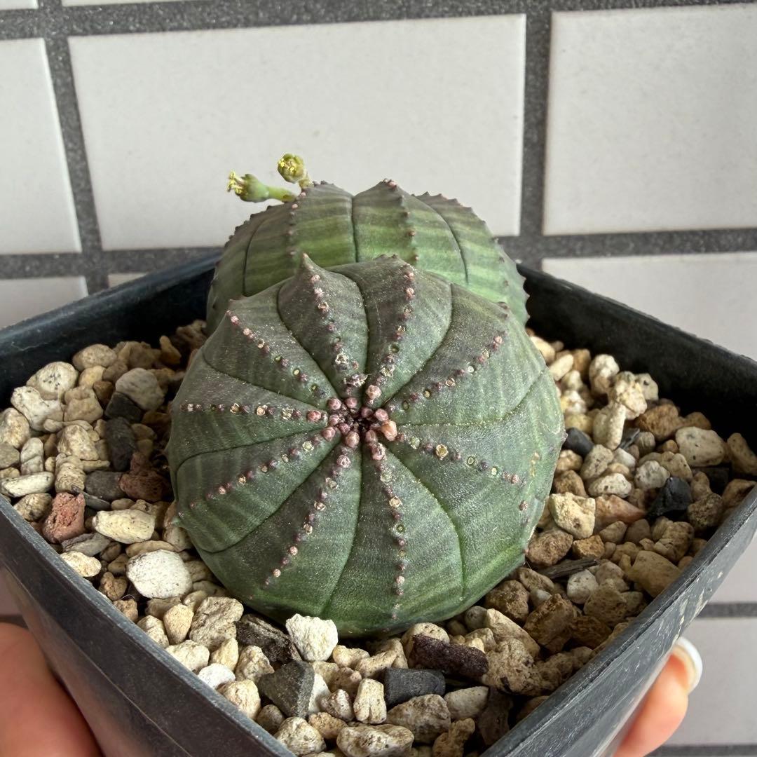 ユーフォルビア オベサ 実生モンスト 分頭