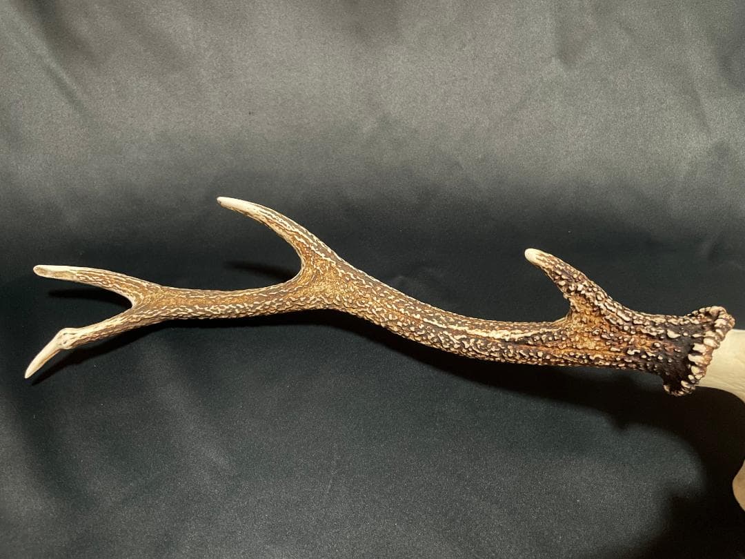 日本鹿】3段角の日本鹿の頭蓋骨 - メルカリ