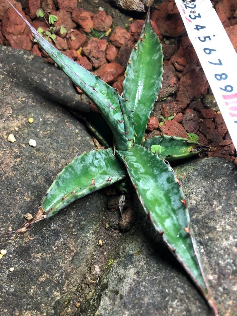 アガベ スカブラ アスペリーマ 子株 ウォーターマーク 連棘 カキコ 地