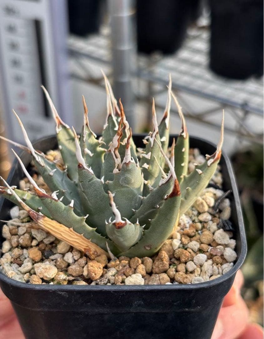 【最終値下げ】アガベ ユタエンシス エボリスピナ現地球からの陽炎 子株