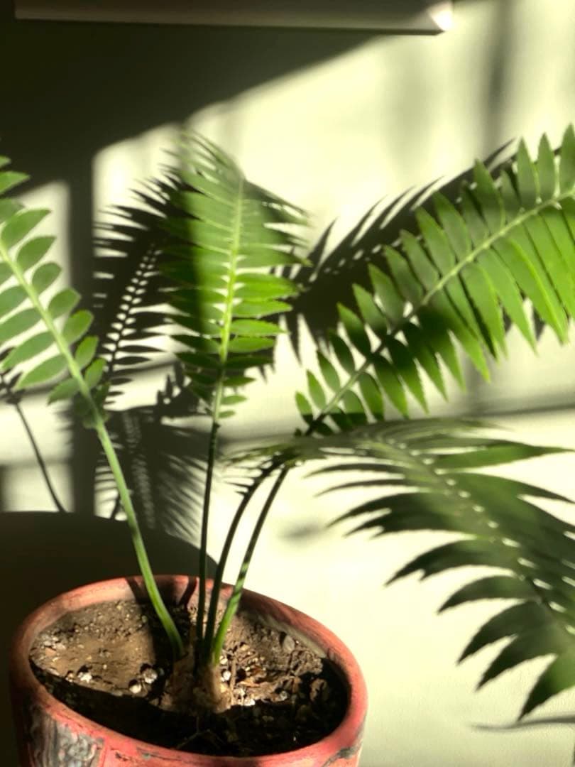 美品ディオーン スピヌロスム(鉢9号サイズ)