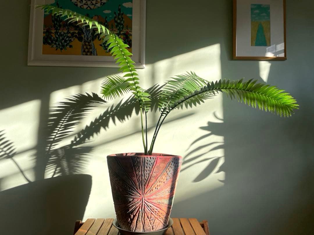 美品ディオーン スピヌロスム(鉢9号サイズ)