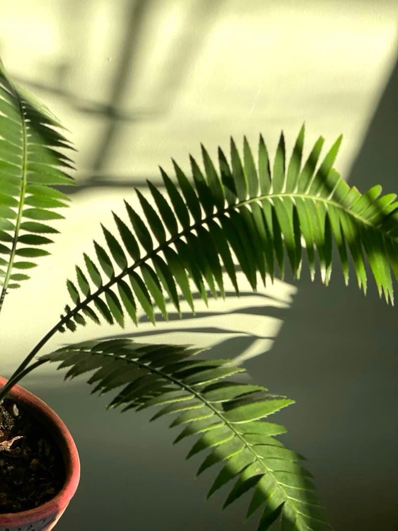 美品ディオーン スピヌロスム(鉢9号サイズ)