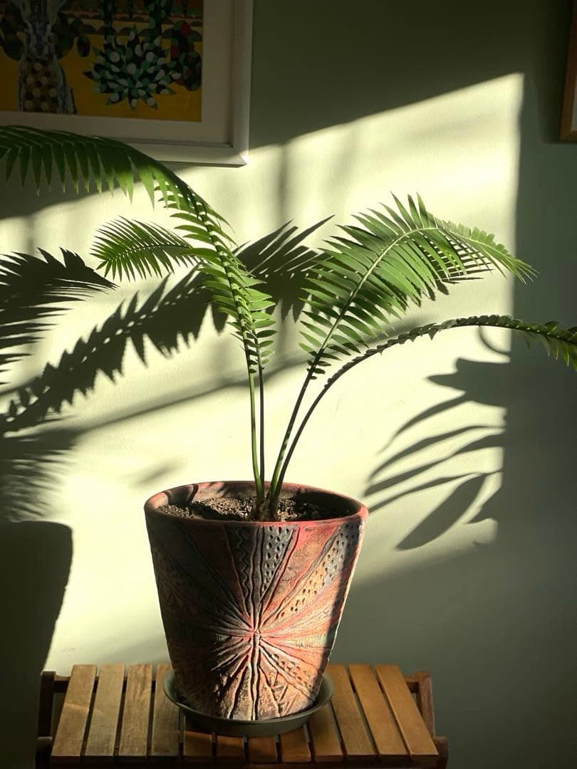 美品ディオーン スピヌロスム(鉢9号サイズ)