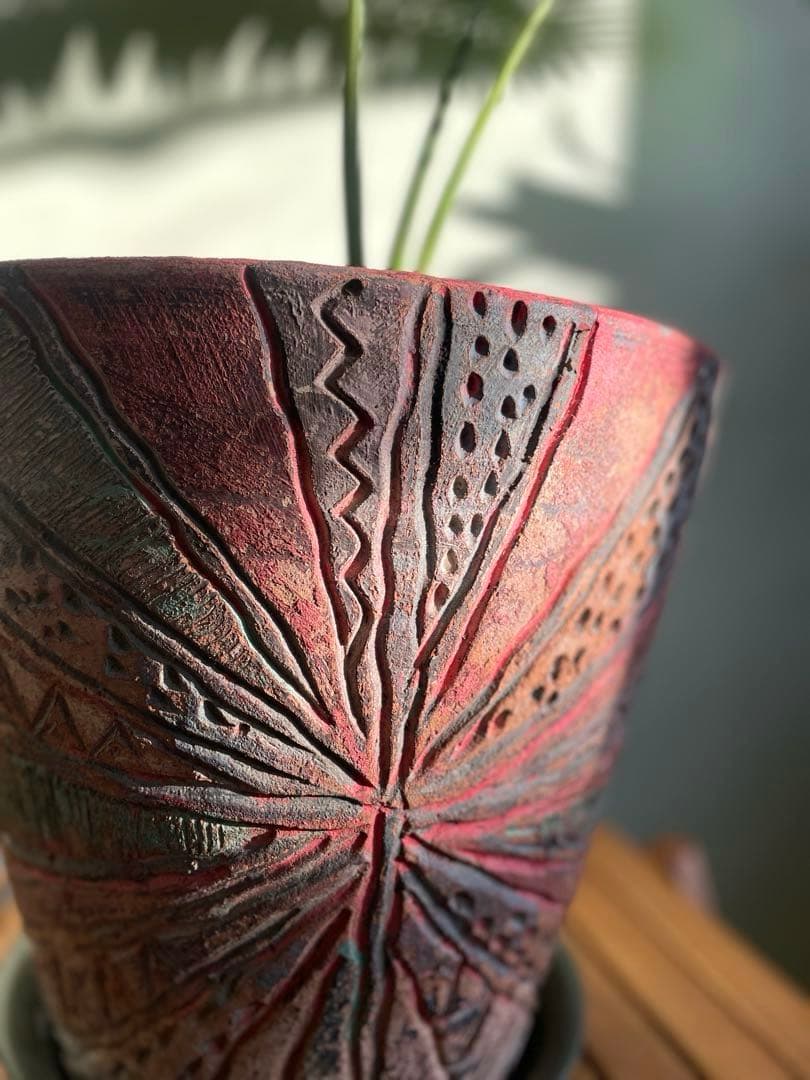 美品ディオーン スピヌロスム(鉢9号サイズ)