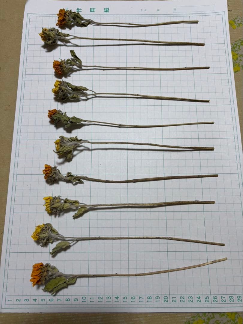 ドライフラワー 小さなひまわり