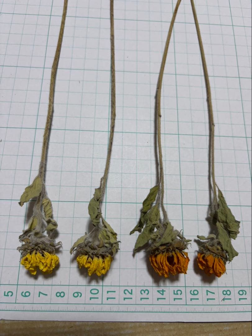 ドライフラワー 小さなひまわり