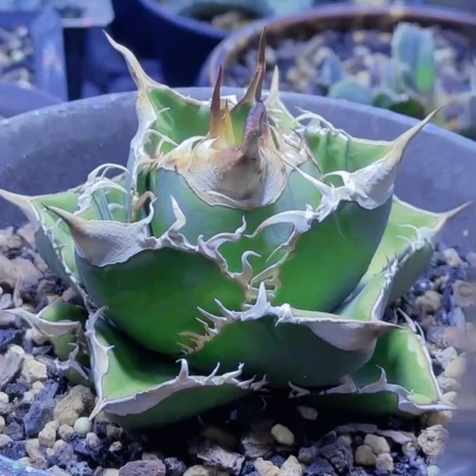 ま*ん様 969.アガベ チタノタ 妖狐 優良血統子株 強白棘 大甲蓋 激レア