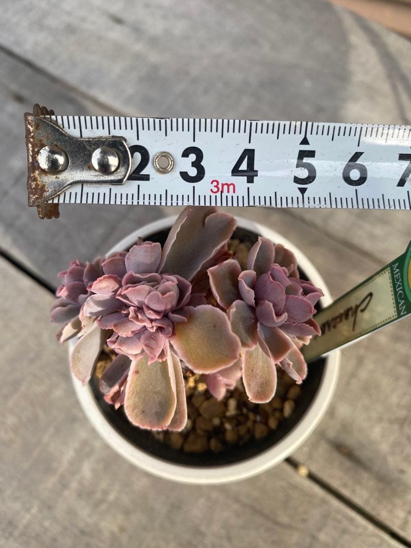 原種 チャザロイ群生 Chazaroi エケベリア 多肉 - メルカリ