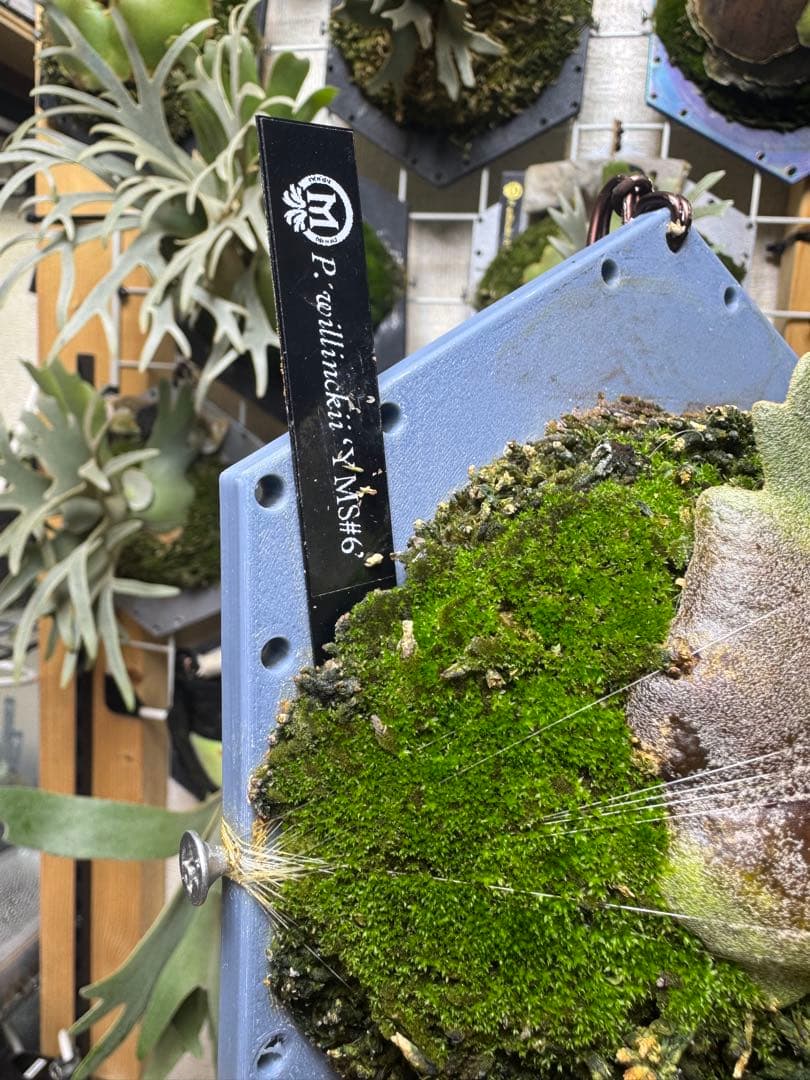 willinckii yms #6 ビカクシダ