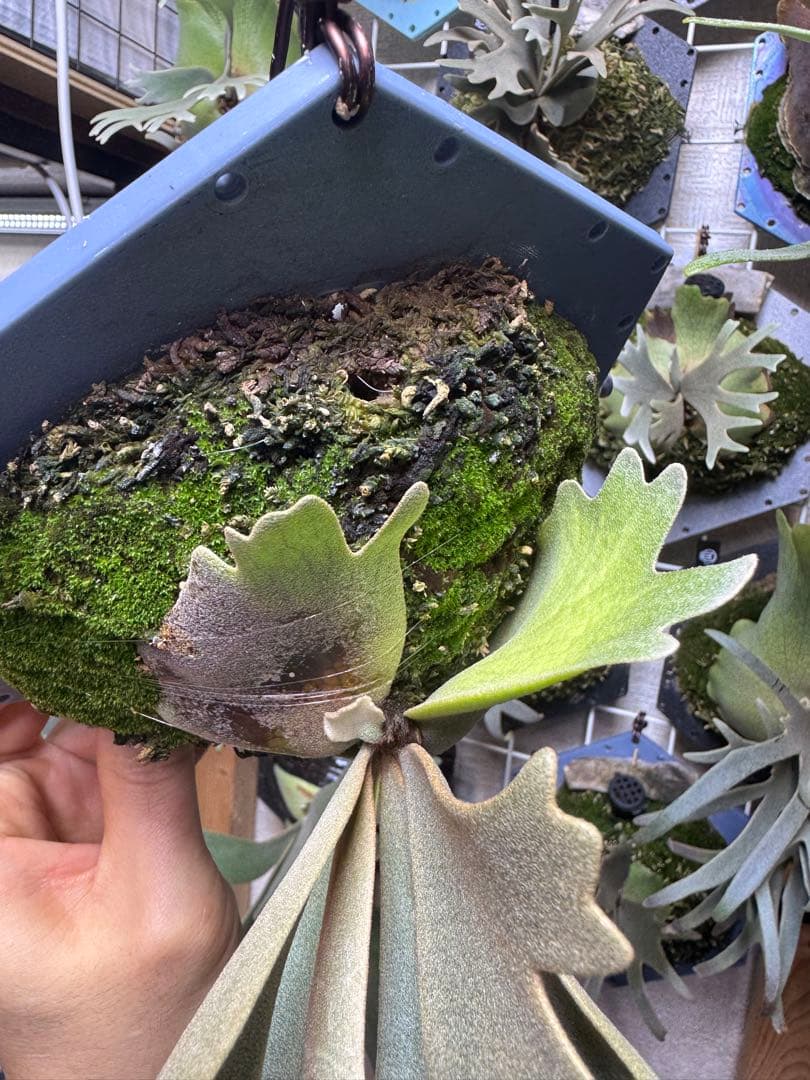 willinckii yms #6 ビカクシダ