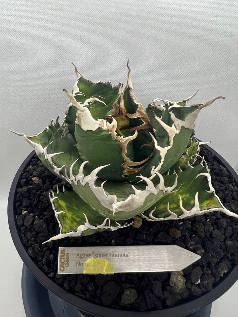 アガベ チタノタ スーパーチタノタ 天芽 ① 悪魔くん シチリア - メルカリ