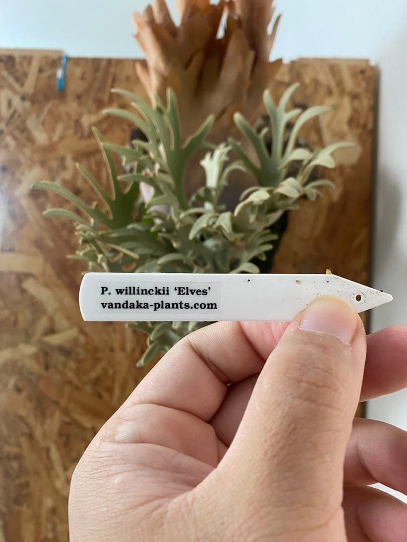P. willinckii 'Elves エルブス 子株 OC