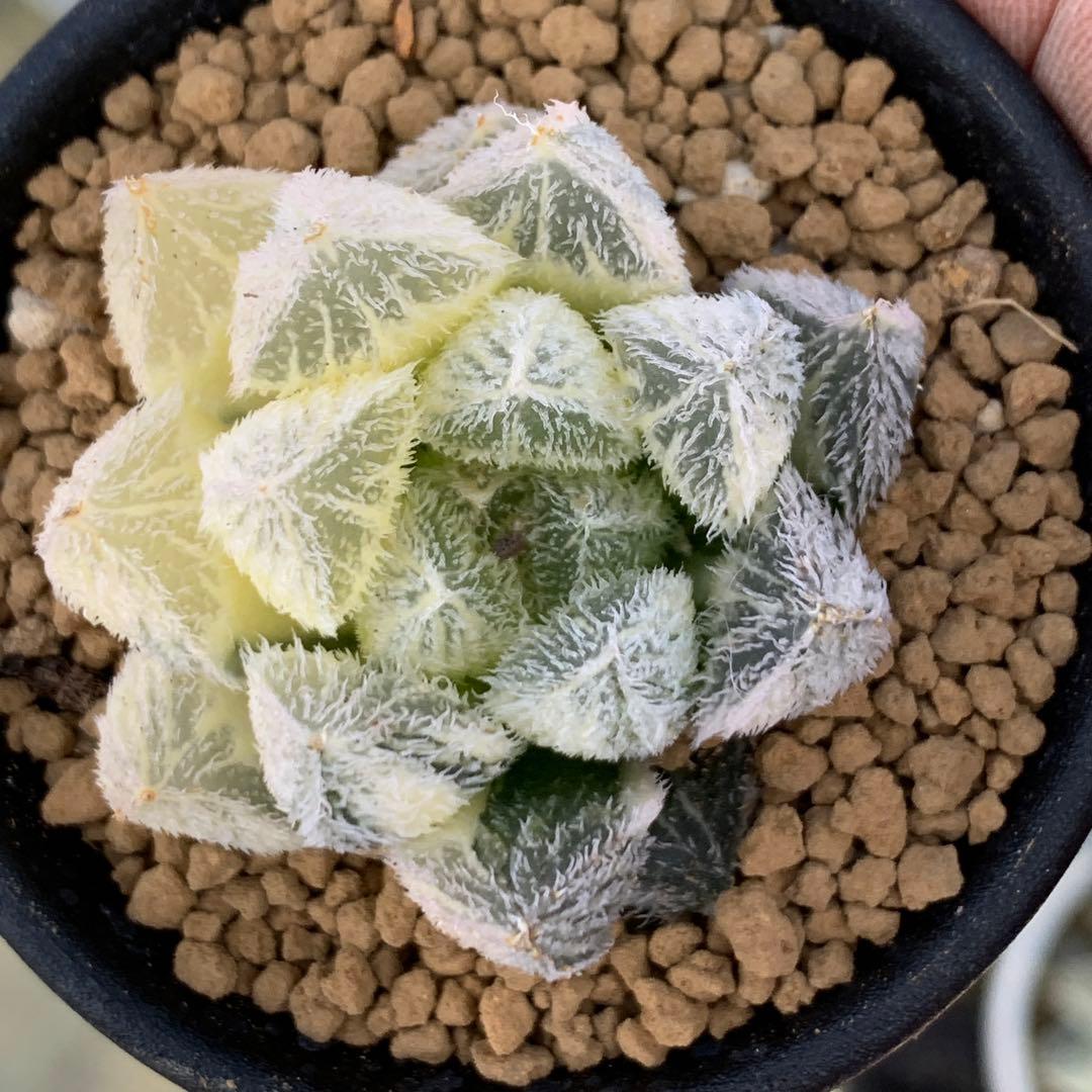 多肉植物 ハオルチア 白雪絵巻錦 ダルマタイプ - メルカリ