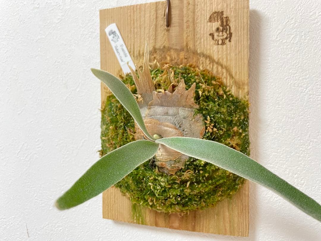 オリジナル 子株 veitchii アーバンリバー AR ベイチー ビカクシダ