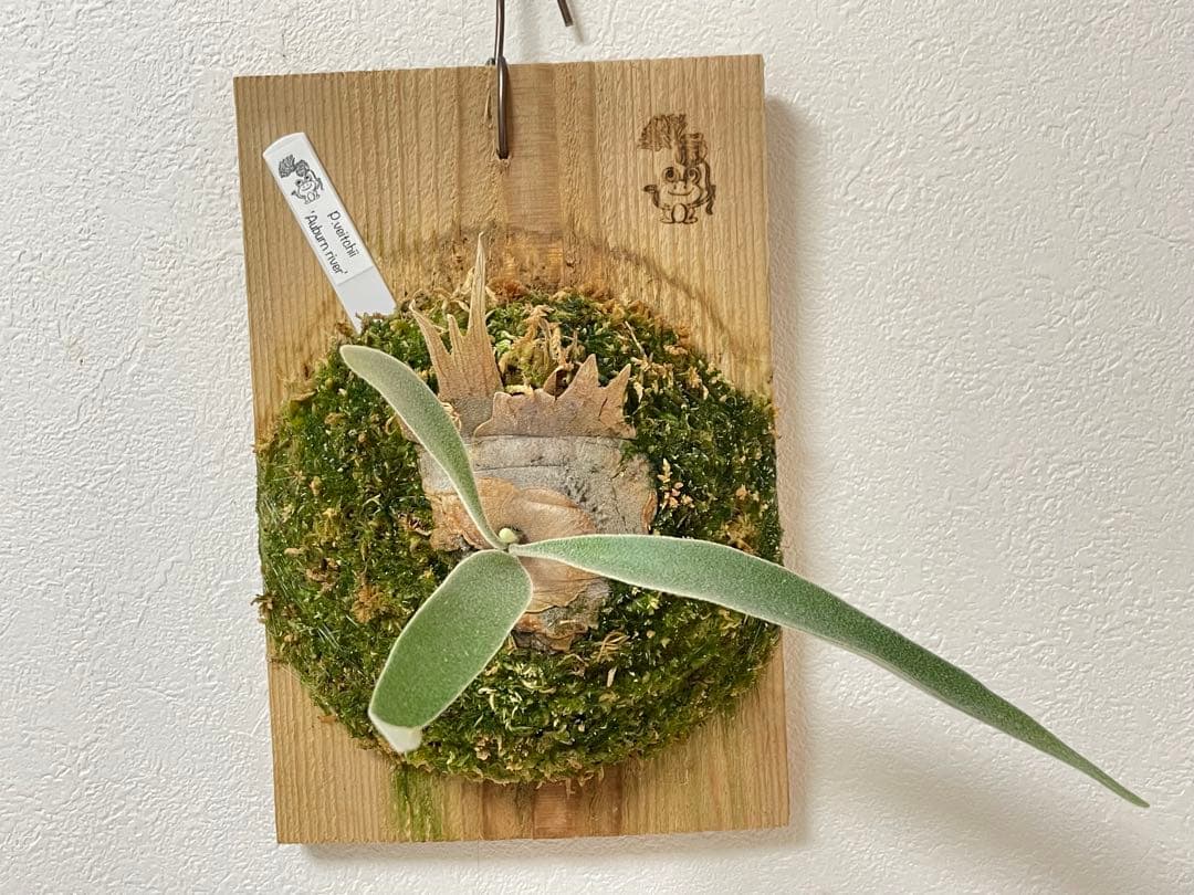 オリジナル 子株 veitchii アーバンリバー AR ベイチー ビカクシダ