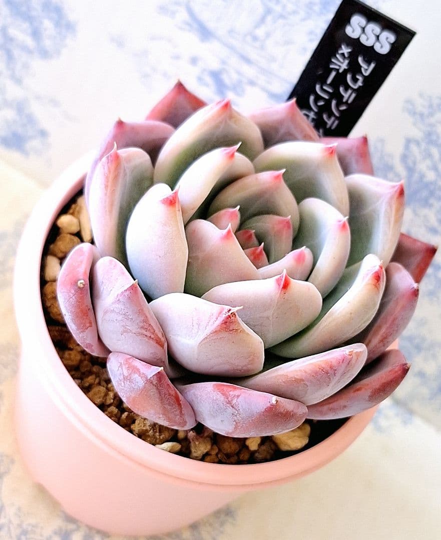 ꕤclara*様 リクエスト 7点 まとめ商品