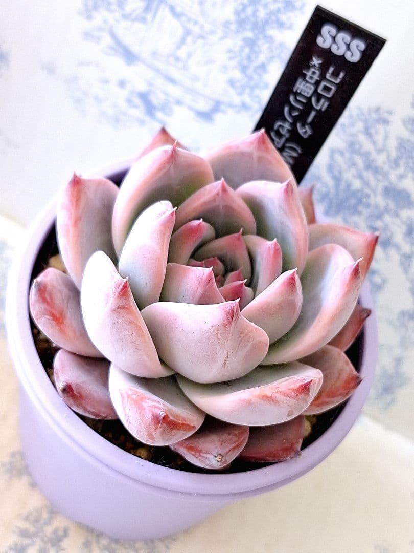 ꕤclara*様 リクエスト 7点 まとめ商品