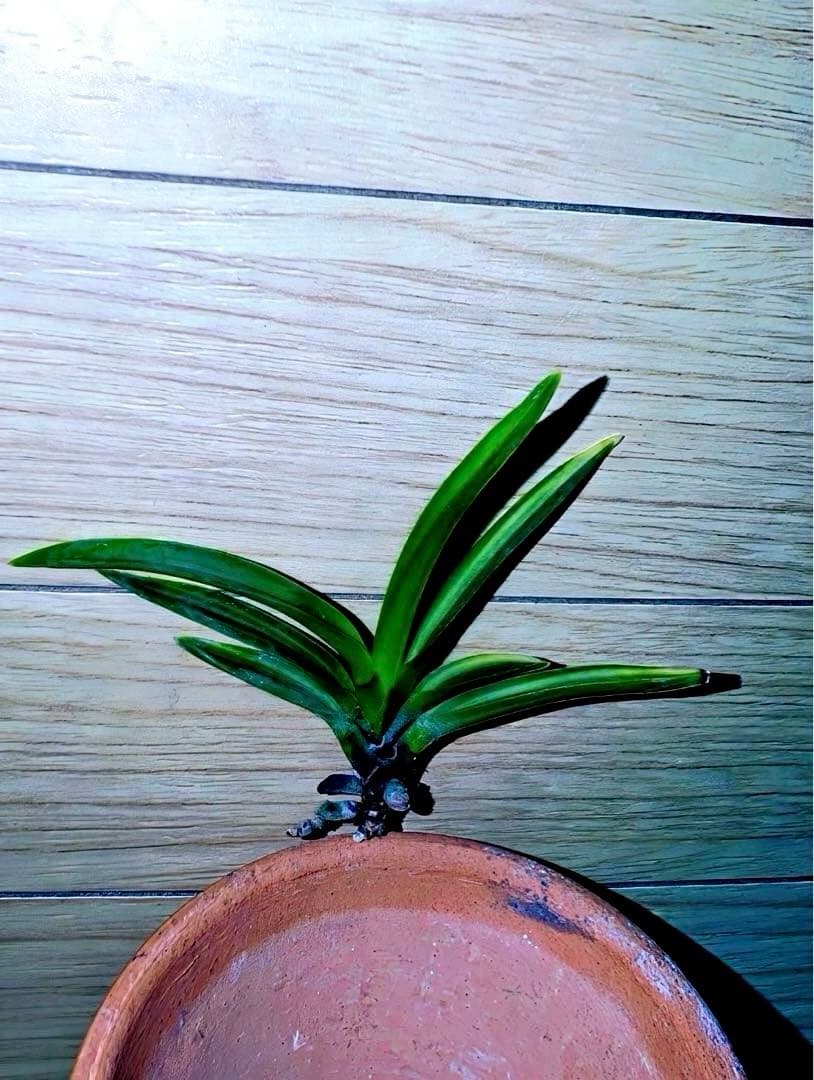 年末特価品】富貴蘭「金牡丹黄縞」