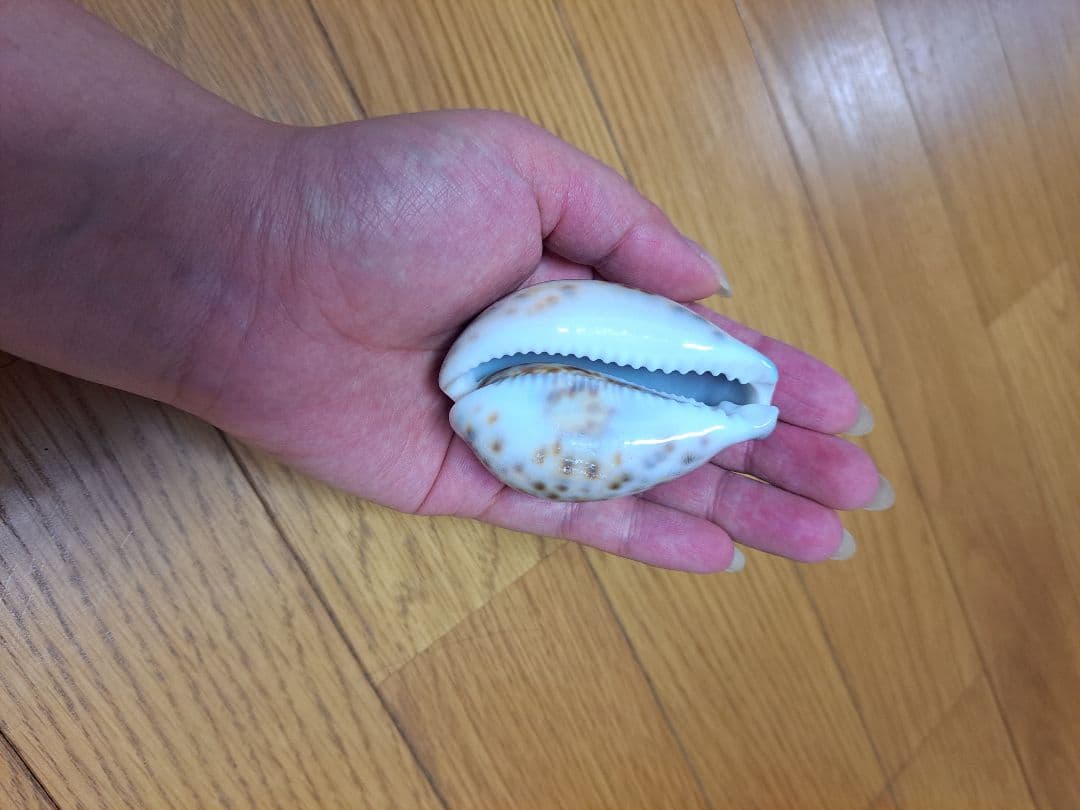 巨大 ホシダカラガイ