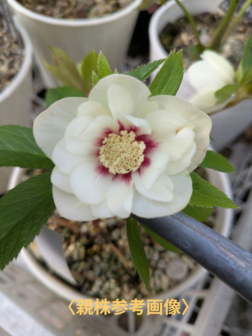 クリスマスローズ ダブル ホワイトフラッシュ 株分け苗 〈加藤農園