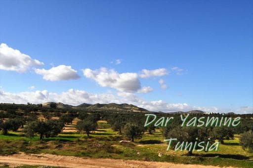 オリーブの木　カッティングボード　持ち手ありフリー　目的地はここ！　約44cm