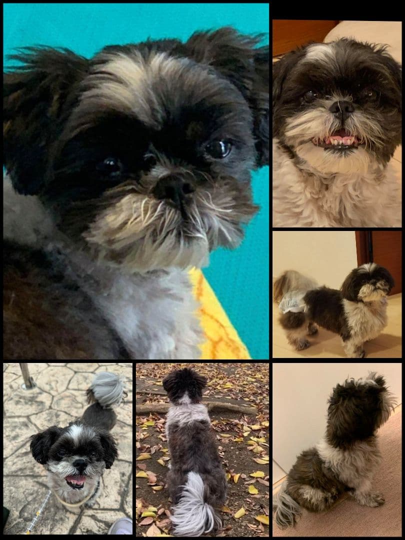 まりんぼ様専用ページ♥️ シーズー 等身大 ぬいぐるみ カズコオガワ