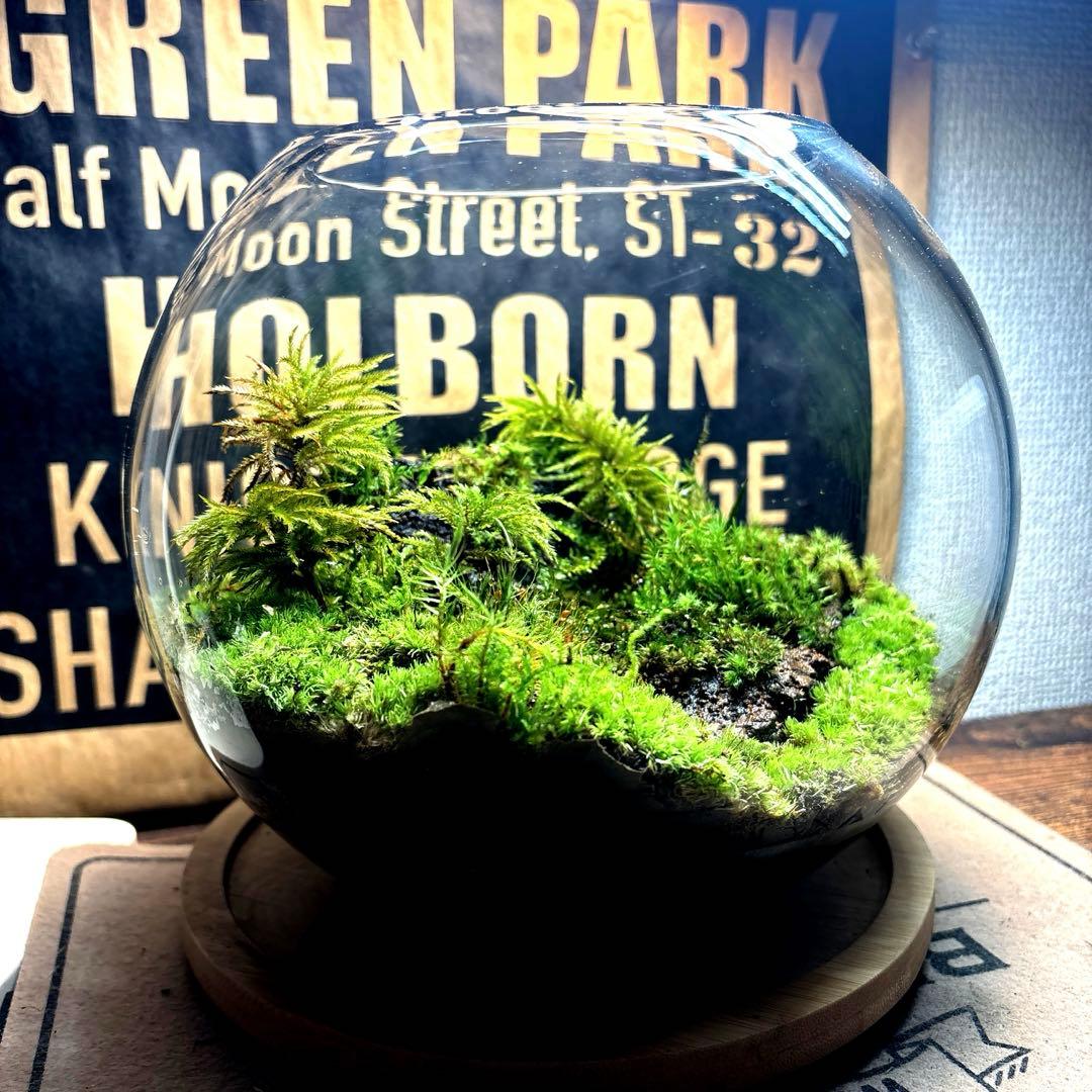 ❣️苔アート❣️溶岩石活着❣️苔リューム❣️一点物❣️完成品❣️送料込み❣️