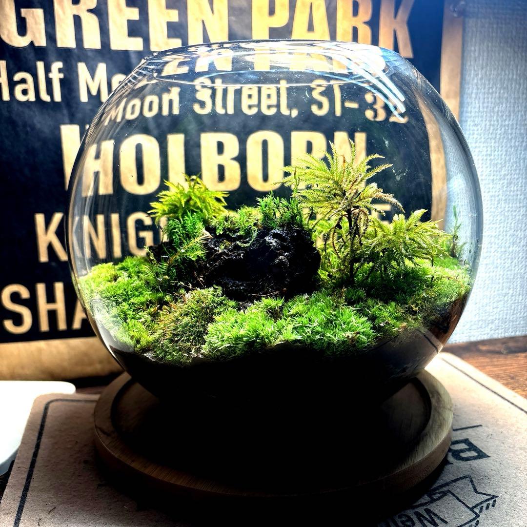 ❣️苔アート❣️溶岩石活着❣️苔リューム❣️一点物❣️完成品❣️送料込み❣️