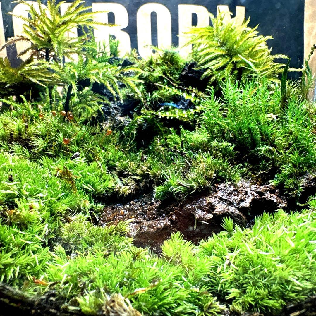 ❣️苔アート❣️溶岩石活着❣️苔リューム❣️一点物❣️完成品❣️送料込み❣️