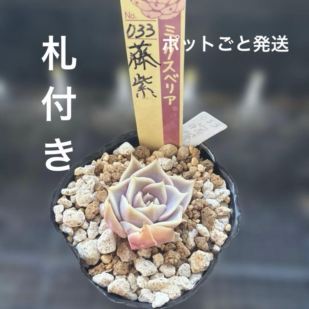 多肉植物 ミックスベリア 藤紫札付きポットごと発送❣️ - メルカリ
