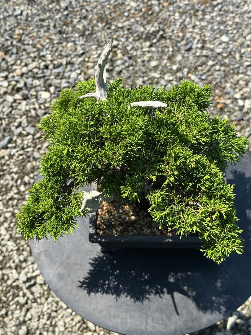 盆栽 糸魚川真柏 太幹 貴風サイズ-2