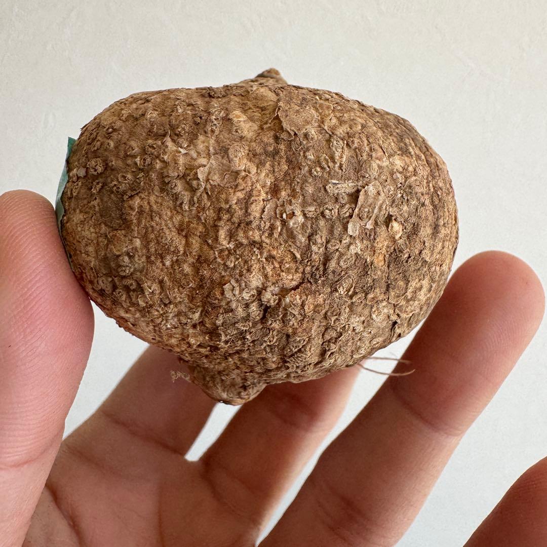 20.アデニア・オバタ 輸入直後ベアルート株　Adenia Ovata