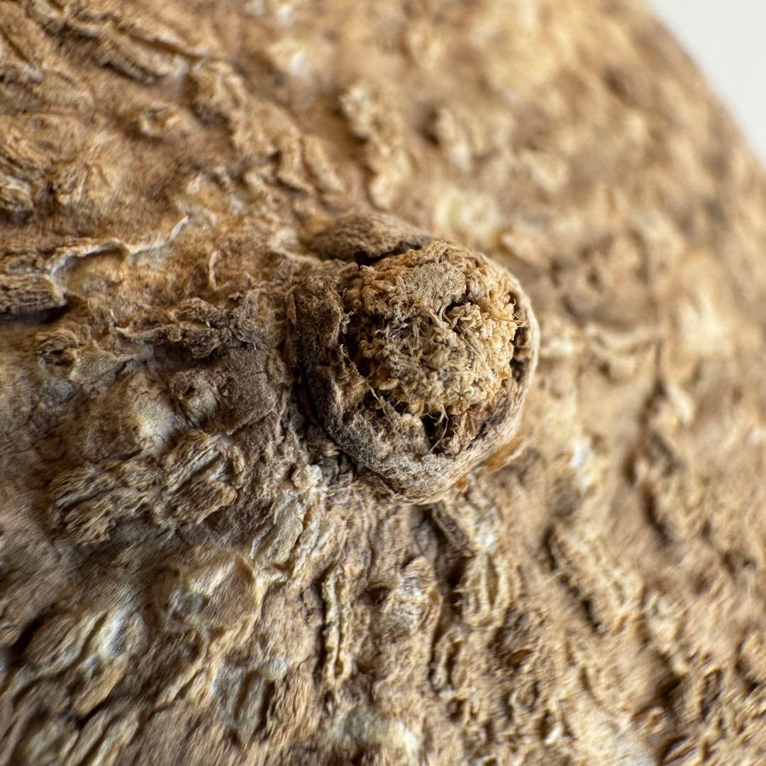 20.アデニア・オバタ 輸入直後ベアルート株　Adenia Ovata