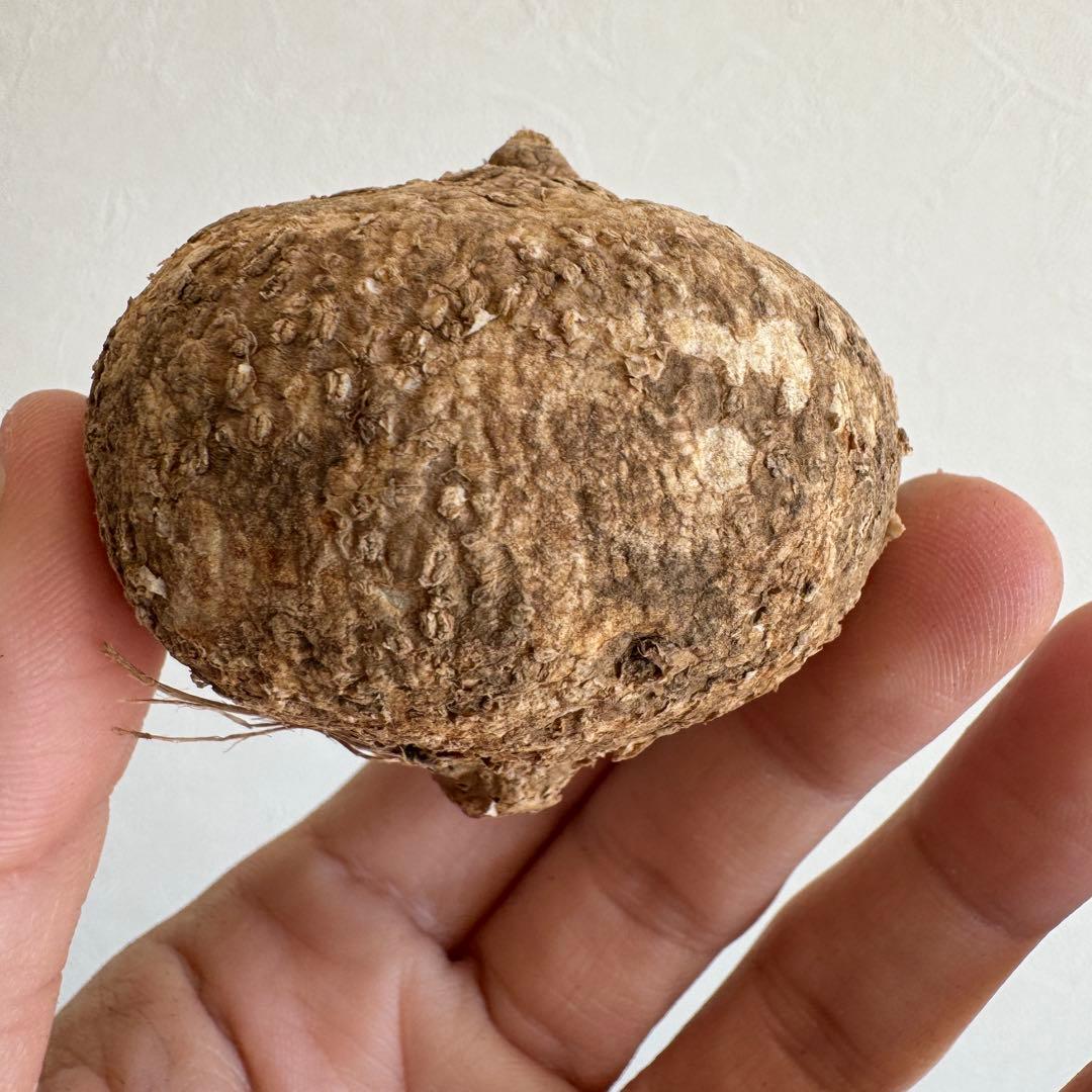 20.アデニア・オバタ 輸入直後ベアルート株　Adenia Ovata