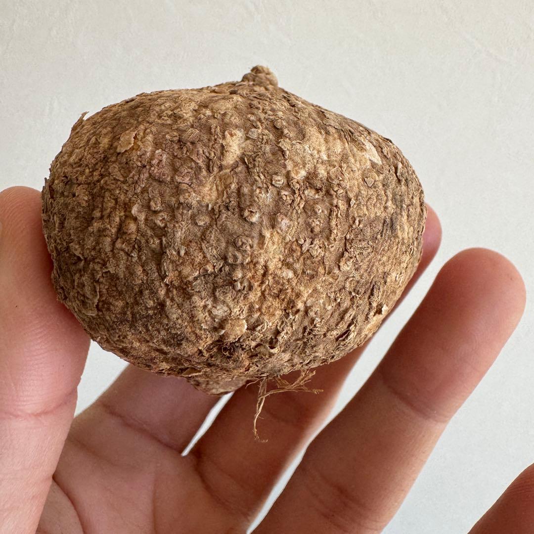 20.アデニア・オバタ 輸入直後ベアルート株　Adenia Ovata