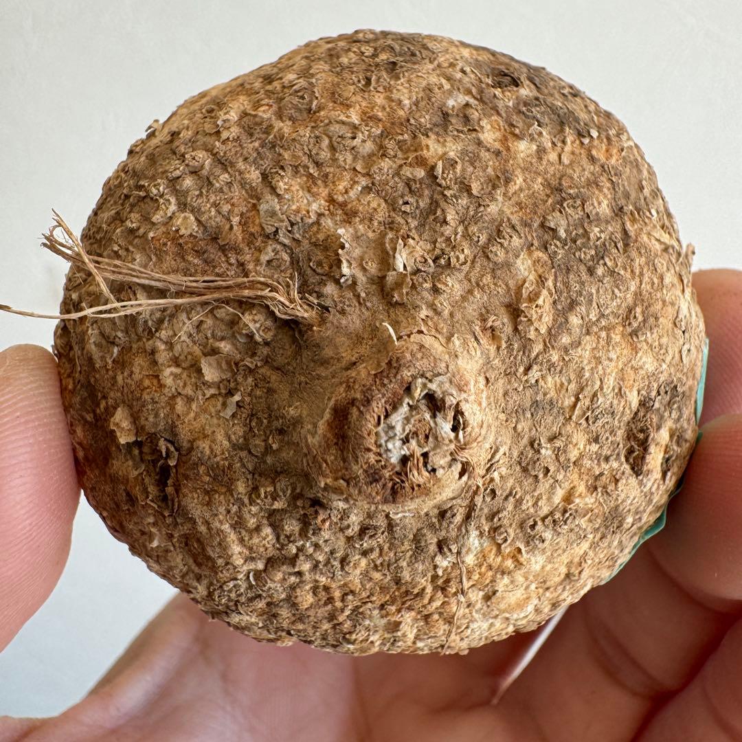 20.アデニア・オバタ 輸入直後ベアルート株　Adenia Ovata