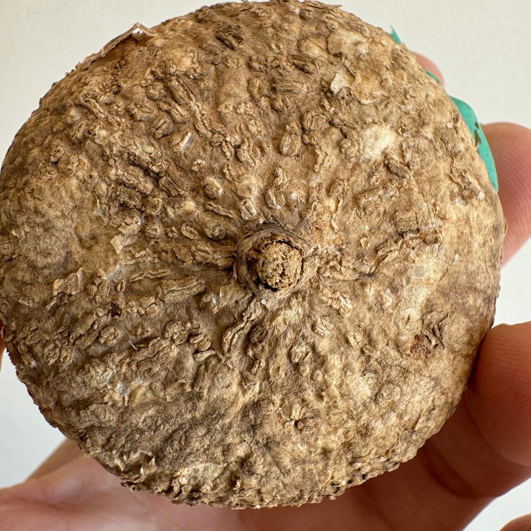 20.アデニア・オバタ 輸入直後ベアルート株　Adenia Ovata