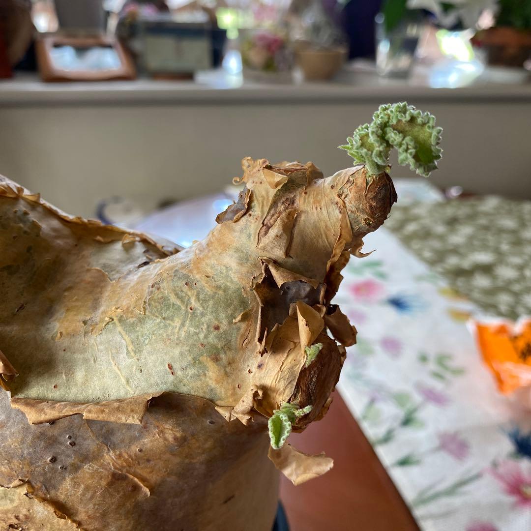 キフォステンマ マクロプス 大きめ 現地球 - メルカリ