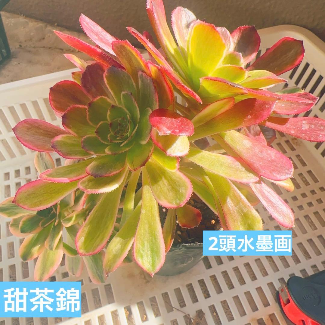 水墨画 多肉植物 法師錦 アエオニウム 2苗抜き苗 希少 高級苗 - メルカリ