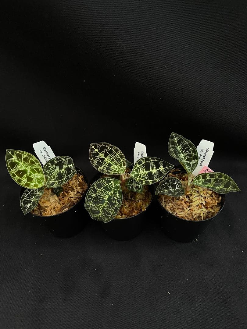 ジュエルオーキッド マコデス ペトラ プラチナム3株セット - メルカリ