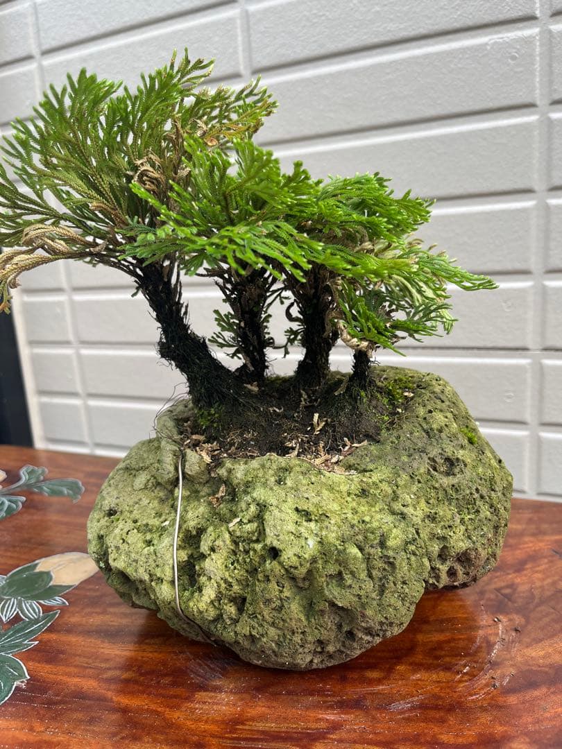 イワヒバ 岩松 岩ヒバ 盆栽 石鉢 溶岩鉢 山野草 岩ヒバ 苔 - メルカリ