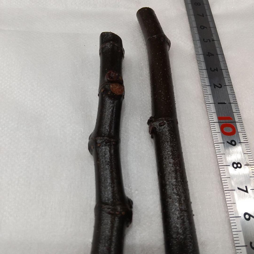 ◇イチジク穂木2本◇ウォーターメロンラッシュ③【親木の写真あり・