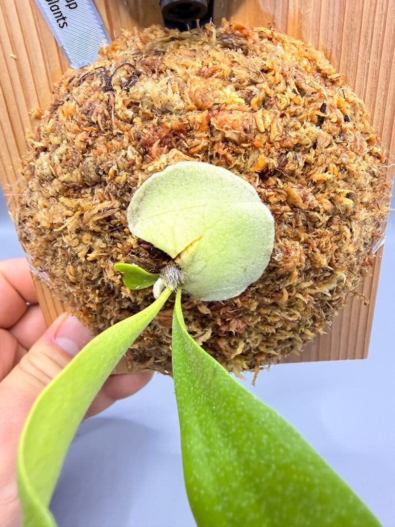 みむ様専用 ビカクシダP. 'Meteora' (FSQ vp#11) pup - メルカリ