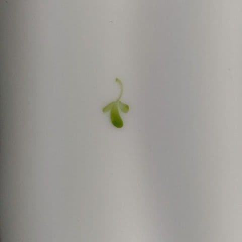 ウィーンのバラ　大皿