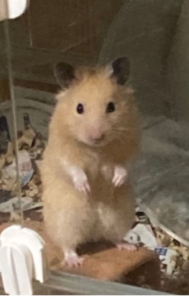 羊毛フェルト　キンクマハムスター