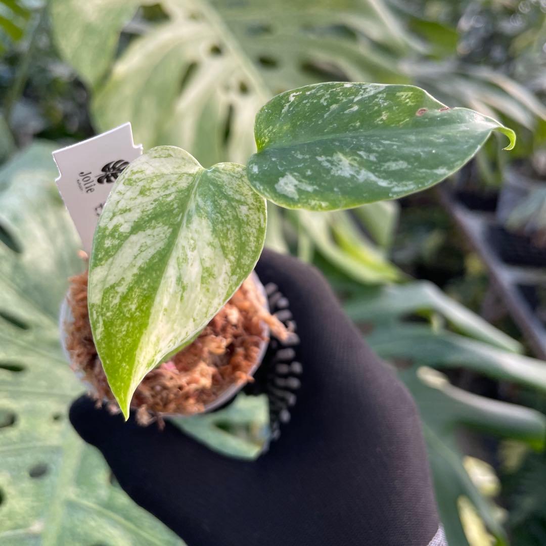 DM1モンステラ デリシオーサ ミント斑入り 2寸ポリポット ネコポス発送